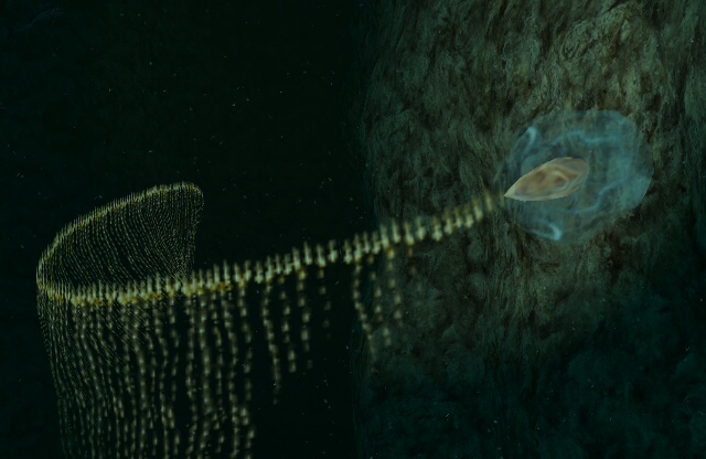 giant siphonophore